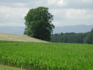 Spaniel vom Tannelihoger